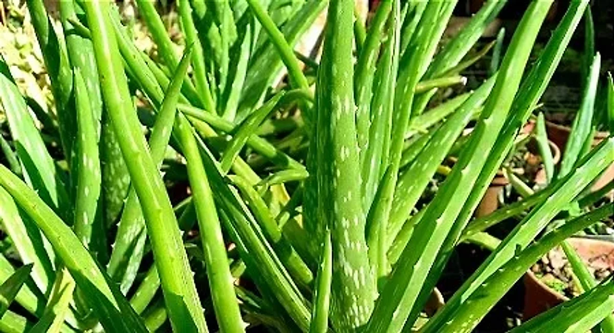 Tribulus Terrestris — ingredient in Vivalis